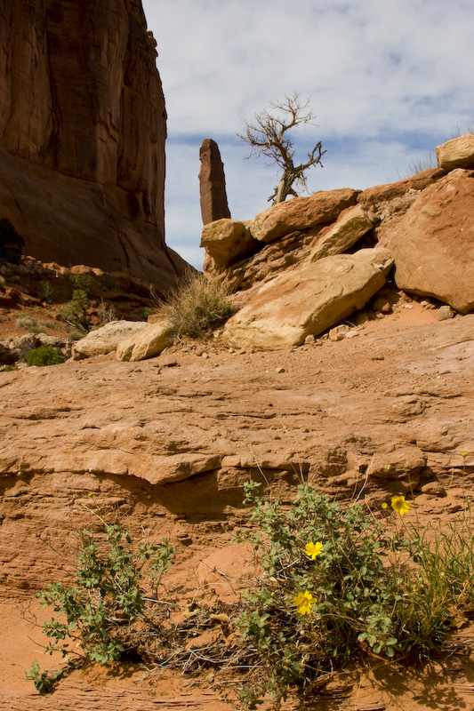 Wildflowers And Rock Spires